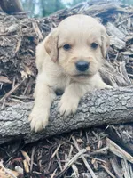 S Mr Light Blue, a male Golden Retriever for sale in Tallahassee, FL – 6 of 10