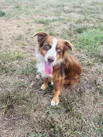 Moose, a male Miniature Australian Shepherd for sale in Tallahassee, FL – 2 of 5