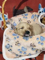 L Mr Yellow, a male Golden Retriever for sale in Tallahassee, FL – 2 of 3
