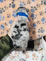 H Mr Blue, a male Miniature Australian Shepherd for sale in Tallahassee, FL – 4 of 5