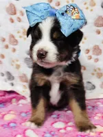 H Miss Blue , a female Miniature Australian Shepherd for sale in Tallahassee, FL – 3 of 7