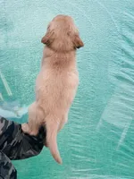 S Mr Camo, a male Golden Retriever for sale in Tallahassee, FL – 5 of 8
