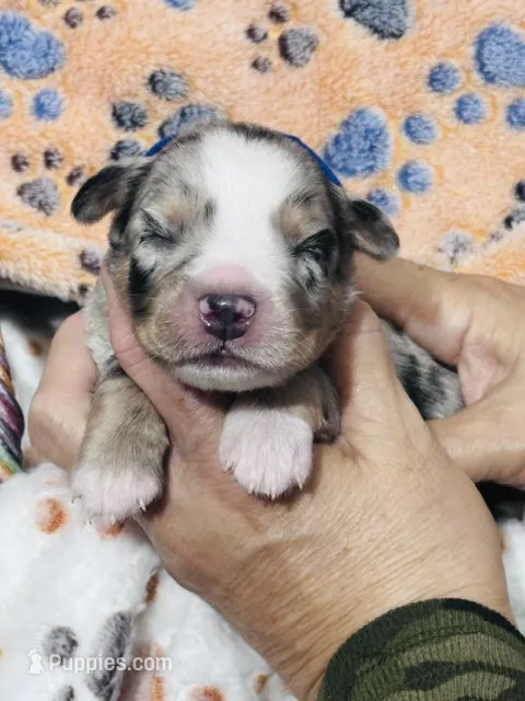 H Mr Blue – Miniature Australian Shepherd puppy for sale in Tallahassee, FL