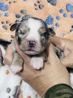 H Mr Blue, a male Miniature Australian Shepherd for sale in Tallahassee, FL – 2 of 5