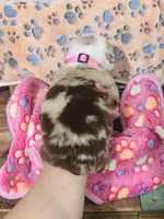 R Miss Pink, a female Miniature Australian Shepherd for sale in Tallahassee, FL – 7 of 10
