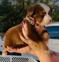 R Mr Brown, a male Miniature Australian Shepherd for sale in Tallahassee, FL – Photo 8 of 8