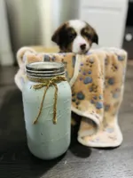 R Mr Brown, a male Miniature Australian Shepherd for sale in Tallahassee, FL – Photo 6 of 8