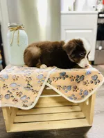 R Mr Brown, a male Miniature Australian Shepherd for sale in Tallahassee, FL – Photo 2 of 8