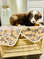 R Mr Brown, a male Miniature Australian Shepherd for sale in Tallahassee, FL – Photo 3 of 8