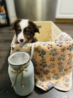 R Mr Brown, a male Miniature Australian Shepherd for sale in Tallahassee, FL – Photo 4 of 8