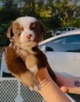 R Mr Brown, a male Miniature Australian Shepherd for sale in Tallahassee, FL – Photo 7 of 8