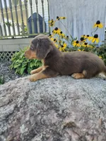 Ginger, a male Miniature Dachshund for sale in Nappanee, IN – 5 of 8