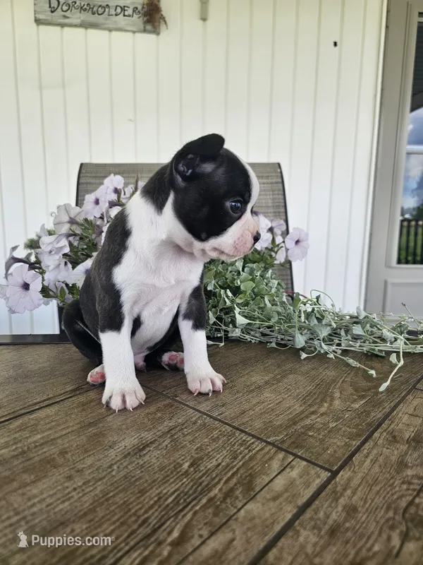 Arlo, a male Boston Terrier for sale in Nappanee, IN – 1 of 10