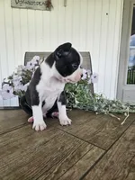 Arlo, a male Boston Terrier for sale in Nappanee, IN – 1 of 10