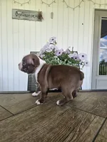 Alfie, a male Boston Terrier for sale in Nappanee, IN – 4 of 10