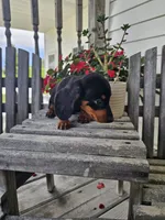 bud, a male Dachshund for sale in Nappanee, IN – 10 of 10
