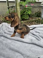 Maggie, a female Dachshund for sale in Nappanee, IN – 5 of 10