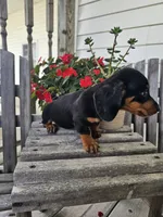 bud, a male Dachshund for sale in Nappanee, IN – 6 of 10