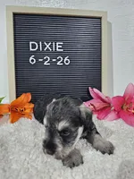 Dixie, a female Miniature Schnauzer for sale in Nappanee, IN – 6 of 10