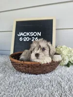 Jackson, a male Miniature Schnauzer for sale in Nappanee, IN – 9 of 10