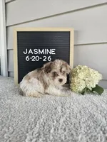 Jasmine, a female Miniature Schnauzer for sale in Nappanee, IN – 3 of 10