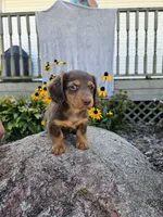 Ginger, a male Miniature Dachshund for sale in Nappanee, IN – 1 of 8