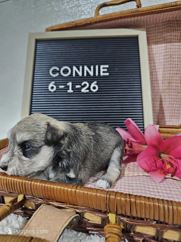 Connie, a female Miniature Schnauzer for sale in Nappanee, IN – 1 of 9