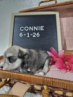 Connie, a female Miniature Schnauzer for sale in Nappanee, IN – 1 of 9