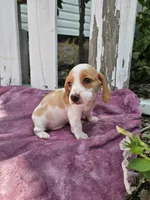Barney, a male Miniature Dachshund for sale in Nappanee, IN – 2 of 7