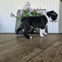 Arlo, a male Boston Terrier for sale in Nappanee, IN – 2 of 10