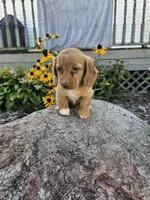 Autumn, a female Miniature Dachshund for sale in Nappanee, IN – 8 of 10