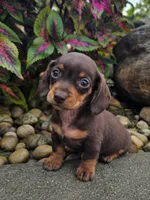 Roxy, a female Dachshund for sale in Nappanee, IN – 5 of 9