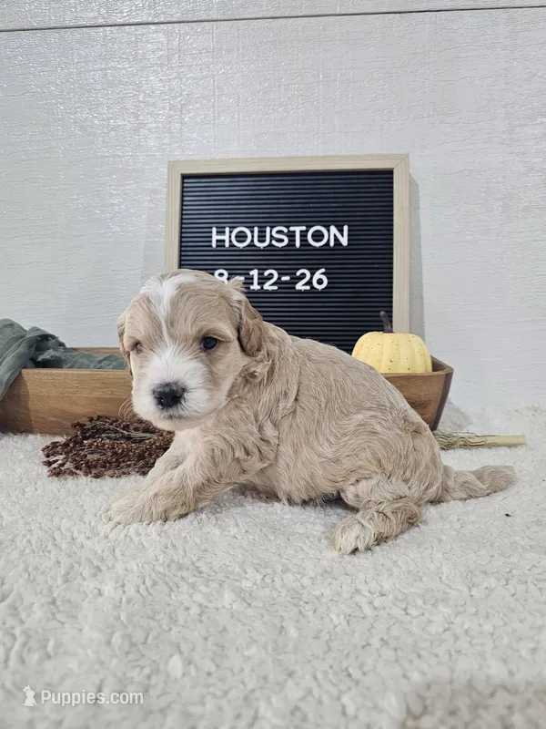Houston – Miniature Goldendoodle puppy for sale in Nappanee, IN