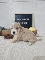 Houston, a male Miniature Goldendoodle for sale in Nappanee, IN – 1 of 8
