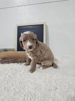 Holly, a female Miniature Goldendoodle for sale in Nappanee, IN – 8 of 10
