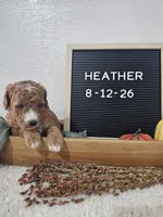 Heather, a female Miniature Goldendoodle for sale in Nappanee, IN – 8 of 10