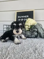 Gunner, a male Miniature Schnauzer for sale in Nappanee, IN – 4 of 10