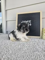 Jamie, a male Miniature Schnauzer for sale in Nappanee, IN – 2 of 9