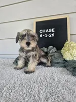 Chase, a male Miniature Schnauzer for sale in Nappanee, IN – 3 of 7