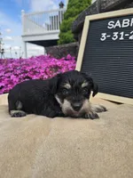 Sabre, a male Miniature Schnauzer for sale in Nappanee, IN – 10 of 10
