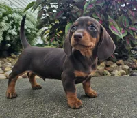 Rock, a male Dachshund for sale in Nappanee, IN – 4 of 9