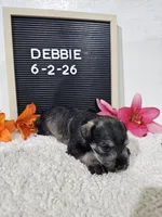 Debbie, a female Miniature Schnauzer for sale in Nappanee, IN – 5 of 10