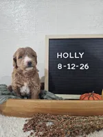 Holly, a female Miniature Goldendoodle for sale in Nappanee, IN – 6 of 10