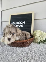 Jackson, a male Miniature Schnauzer for sale in Nappanee, IN – 5 of 10