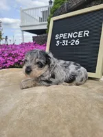 Spancer, a male Miniature Schnauzer for sale in Nappanee, IN – 8 of 8