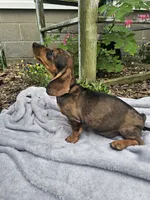 Maggie, a female Dachshund for sale in Nappanee, IN – 4 of 10