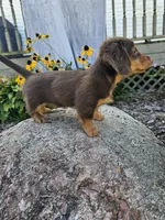 Ginger, a male Miniature Dachshund for sale in Nappanee, IN – 2 of 8