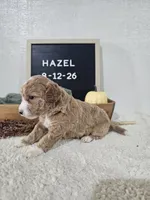 Hazel, a female Miniature Goldendoodle for sale in Nappanee, IN – 4 of 10