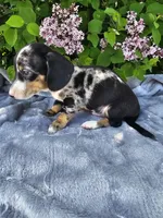 Rusty, a male Dachshund for sale in Nappanee, IN – Photo 6 of 10