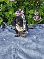Rusty, a male Dachshund for sale in Nappanee, IN – Photo 2 of 10
